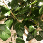 Ficus Audrey: The 1 Best Fiddle Leaf Fig Alternative! featured-ficus-audrey