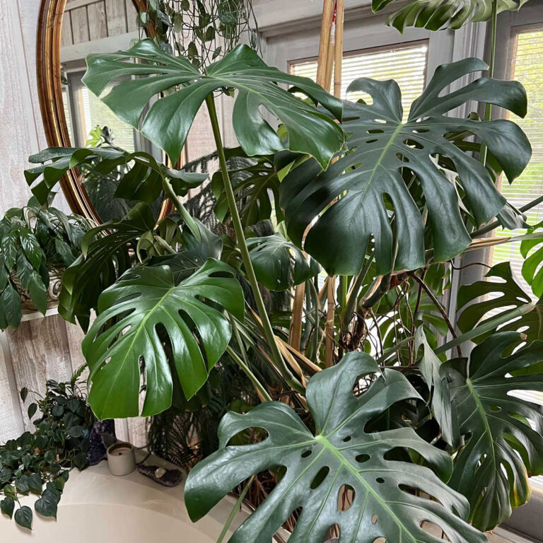 Monstera Problems:  22 Frustrating Problems & Solutions