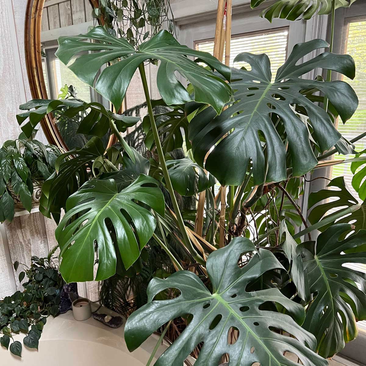 monstera luftfeuchtigkeit erhöhen Monstera Super White