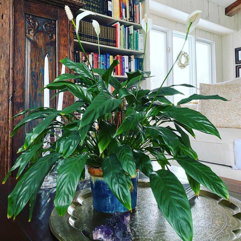 Dying Peace Lily?  Expert Tips to Grow and Revive Your Plant!