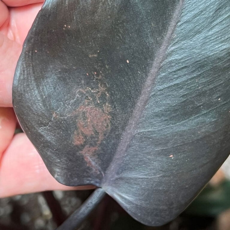 Pink Princess Philodendron:  11 Critical Problems & Fixes!