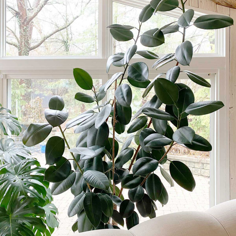Rubber Plants:  Ultimate Growing Guide and 16 Common Problems