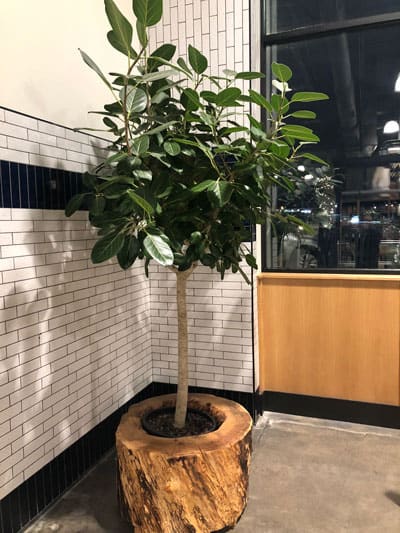 ficus audrey care