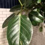 Ficus Audrey: The 1 Best Fiddle Leaf Fig Alternative! ficus audrey care