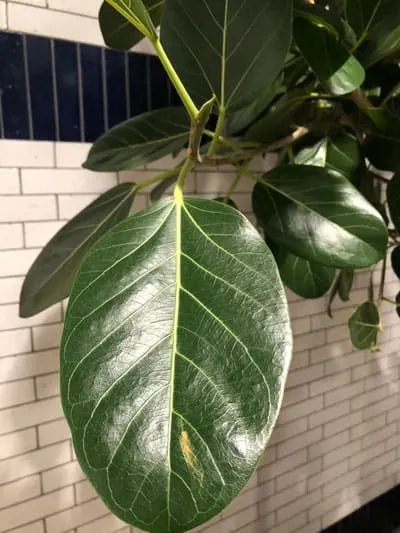 ficus audrey care