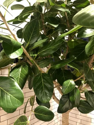 ficus audrey care