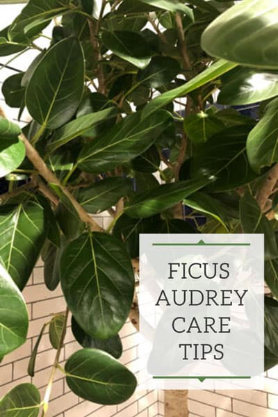 ficus audrey care