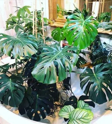 Monstera-Deliciosa