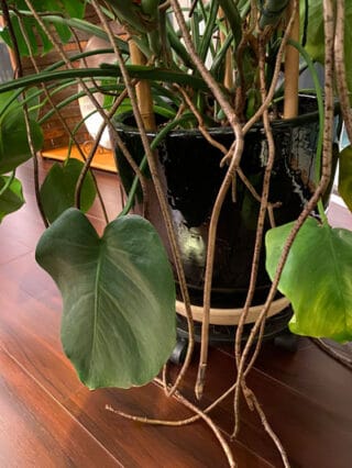 can monstera live outside