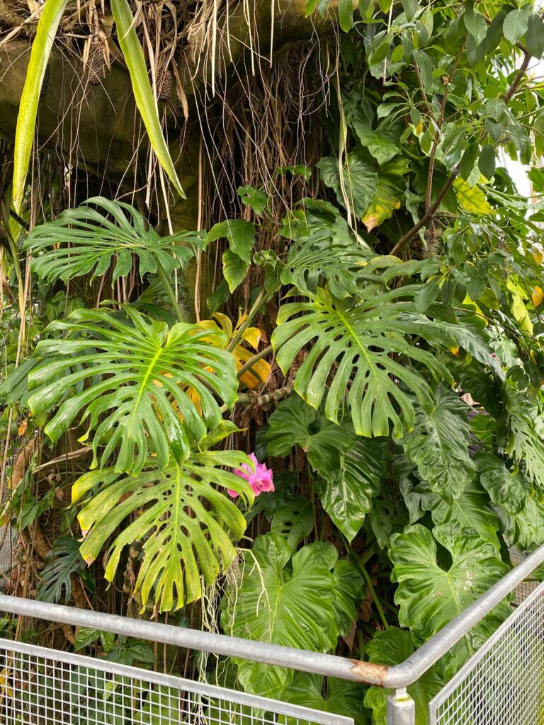 soluciones de problemas de monstera