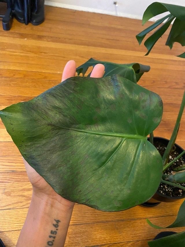 monstera-cold-damage