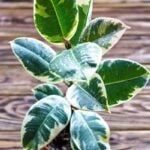 Rubber Plants: Ultimate Growing Guide and 16 Common Problems variegated rubber plant