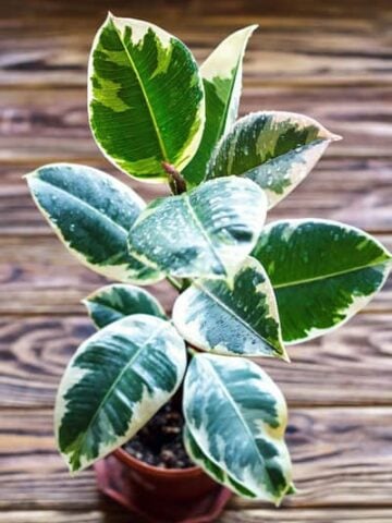 variegated rubber plant