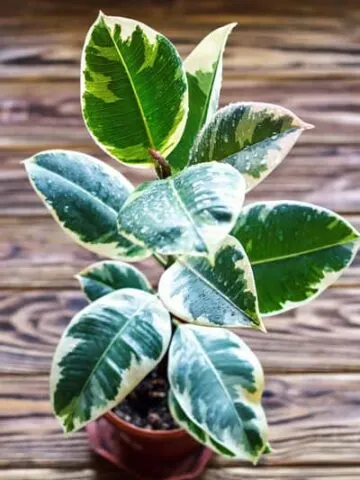variegated rubber plant