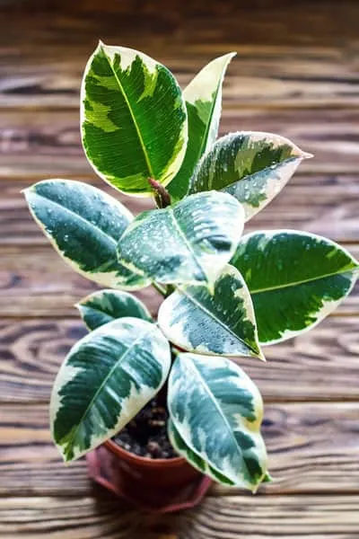 variegated rubber plant