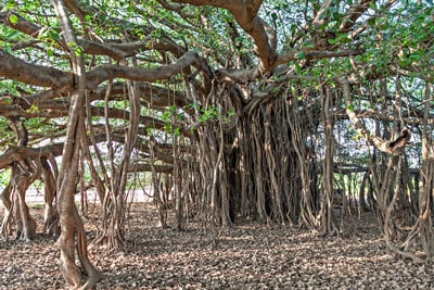 growing banyan tree