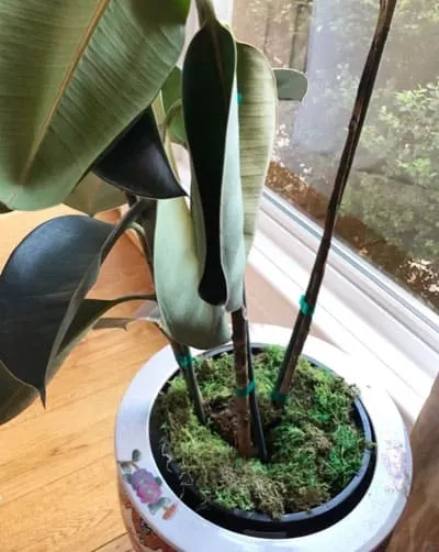 rubber plant ficus elastica problems