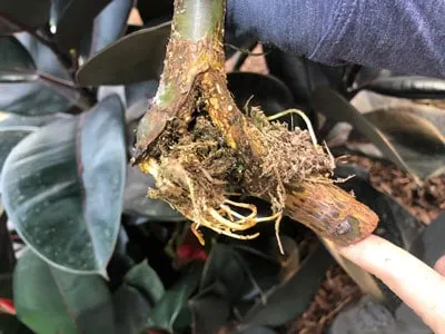 rubber plant ficus elastica problems