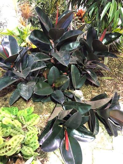 rubber plant ficus elastica problems