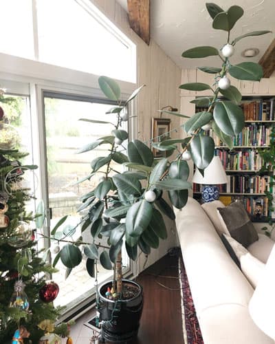 rubber plant ficus elastica problems