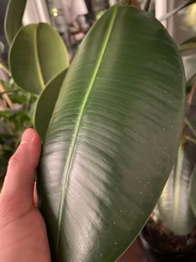 How To Polish Houseplant Leaves (Rubber Plant) 
