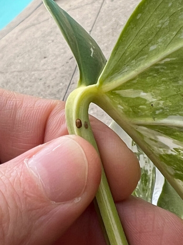 scale-on-monstera