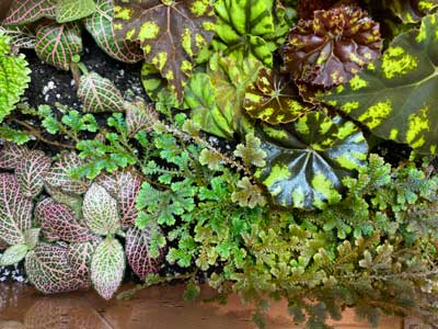 Fittonia in terrarium