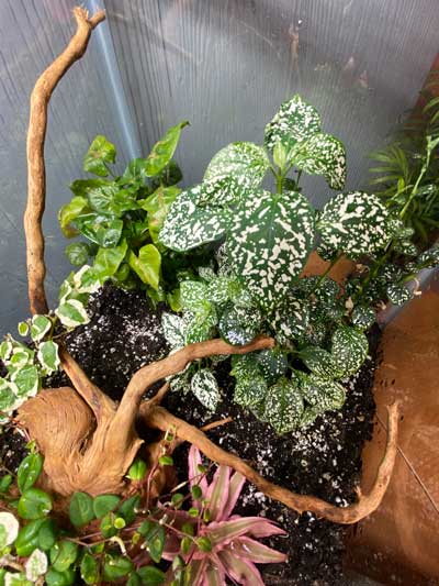 Polka dot plant terrarium
