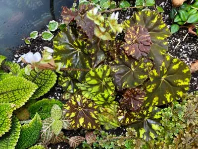 Begonia bowerae terrarium