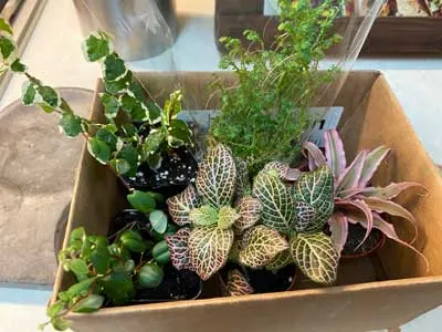 terrarium plants