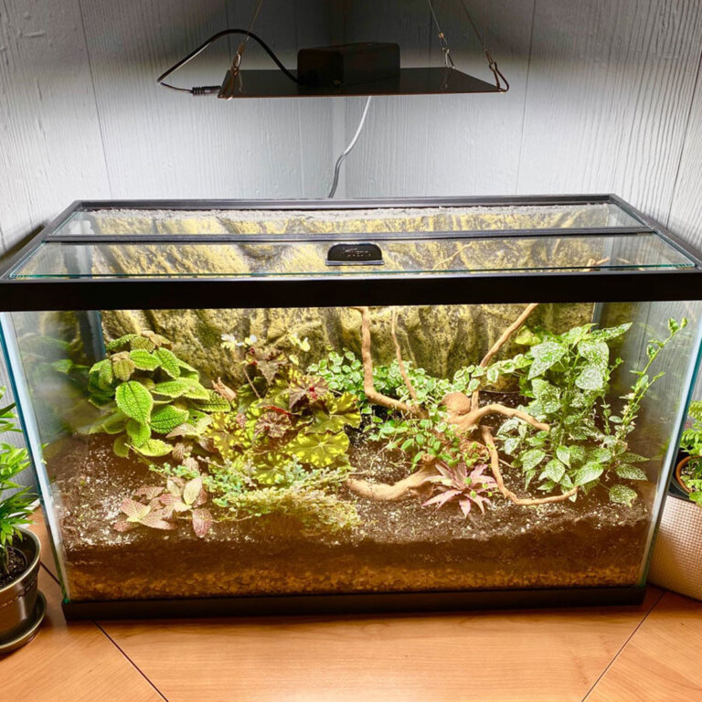 Turn an Aquarium into a Terrarium:  9 Super Easy Steps!