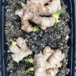 featured-growing-ginger-in-pots-2