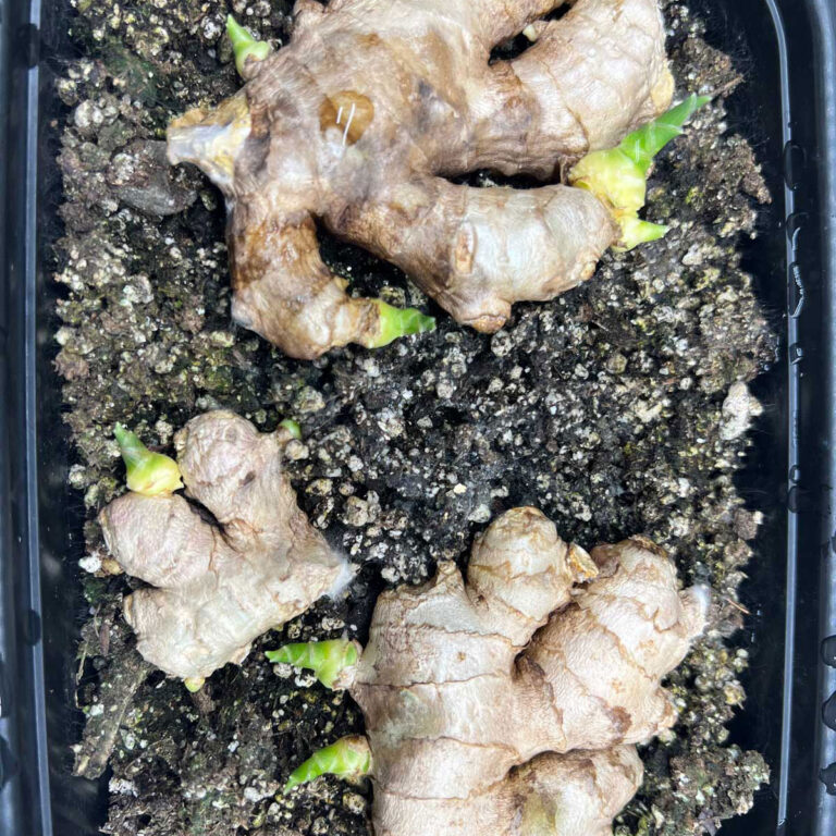 How to Grow, Harvest, Preserve Ginger Indoors: 4 Easy Steps