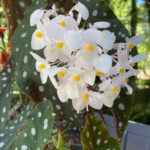 Begonia Maculata: 7 Expert Care Tips and Growing Guide featured-maculata-7
