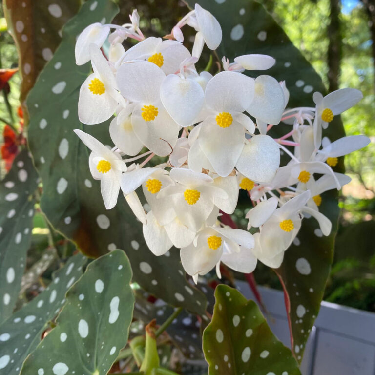 Begonia Maculata:  7 Expert Care Tips and Growing Guide