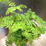 featured-maidenhair-fern
