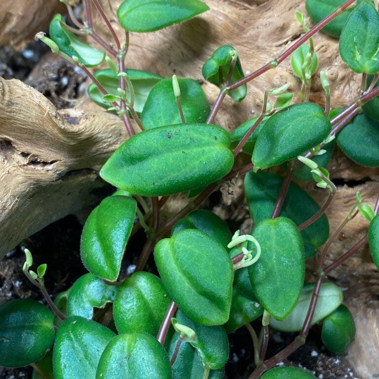 Peperomia Perciliata:  1 Rare Jewel for Your Collection