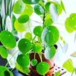 Chinese Money Plant Care - 5 Secrets (Pilea Peperomioides) featured-pilea-peperomioides