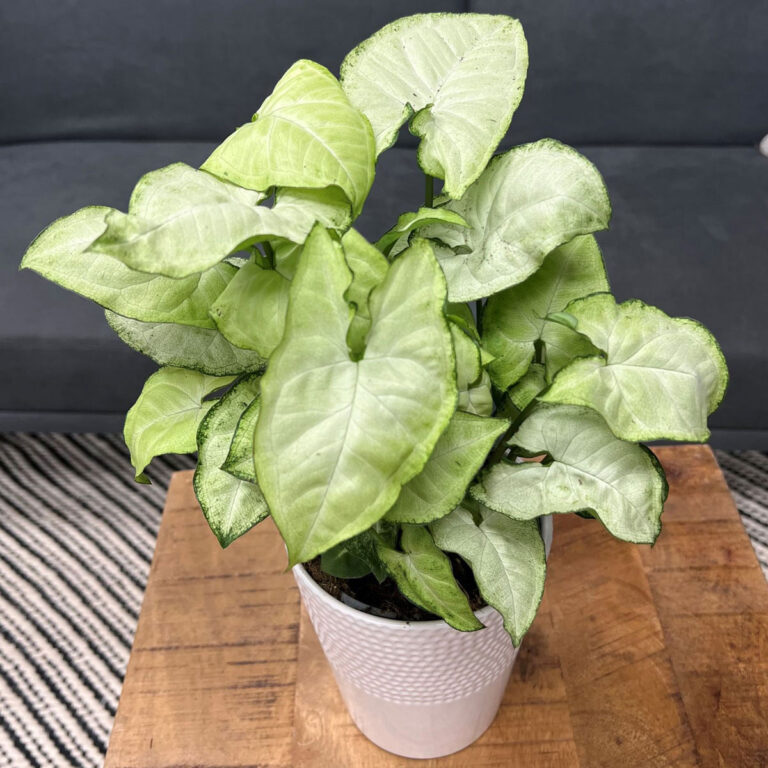 Syngonium Plant:  7+ Expert Care & Propagation Tips!