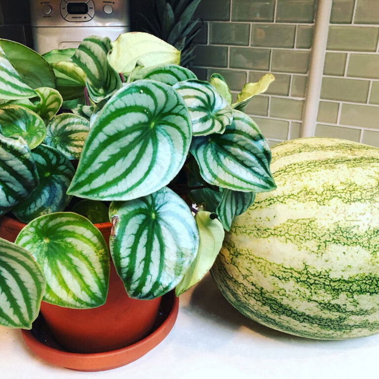 Watermelon Peperomia:  1 Vital Care Tip and How to Propagate