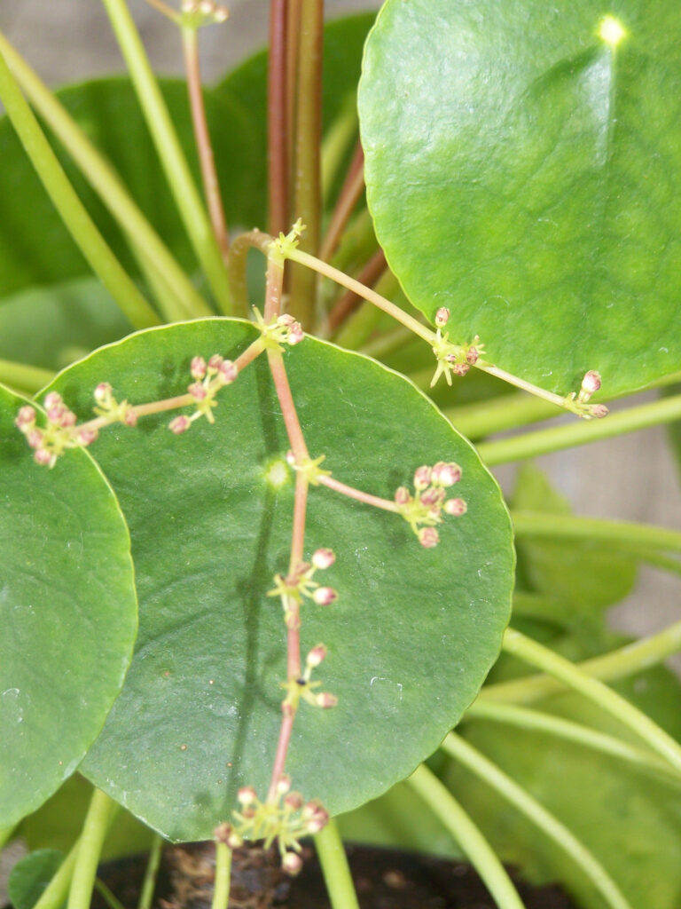 pilea-peperomioides-flowers