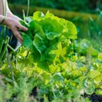 9 Cold Weather Crops You Can Grow NOW from Seed! cold weather crops from seed zone 6