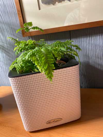 how-to-keep-a-maidenhair-fern-alive