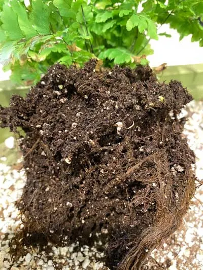 repotting-maidenhair-fern