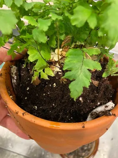 how-to-keep-a-maidenhair-fern-alive