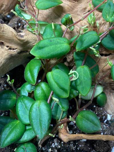 peperomia-perciliata-fagerlindii