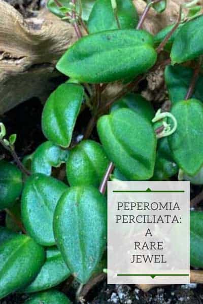 peperomia-perciliata-fagerlindii