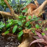 Peperomia Perciliata: 1 Rare Jewel for Your Collection peperomia-perciliata-fagerlindii