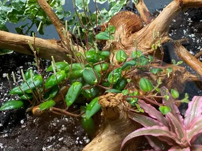 peperomia-perciliata-fagerlindii