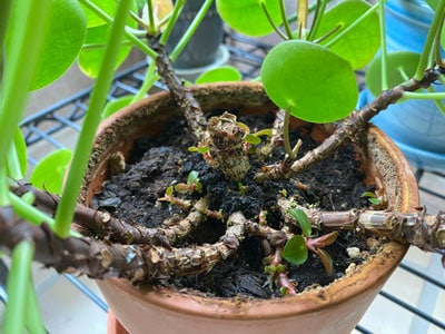 pilea peperomioides propagation